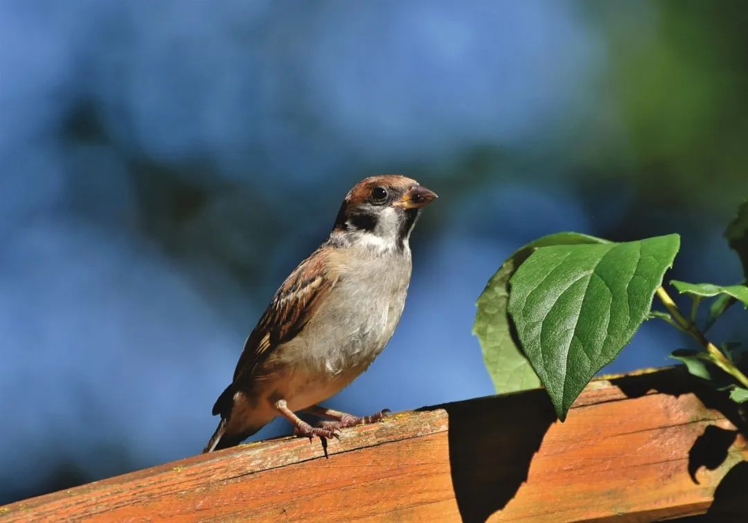 焦距为何会影响拍摄题材,怎样选择适合自己的镜头焦距?